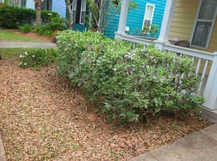 Bush Trimming by Austin Singleton for Antoine H. in Summerville, SC