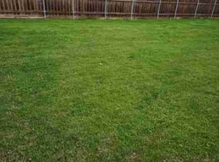 Jeffrey H.'s Lawn Mowing service result