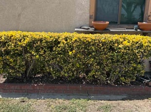 Bush Trimming by Huey Larsen for Brian G. in Whittier, CA