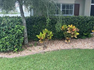 Bush Trimming by Thomas Niederhelman for Alex D. in Brooksville, FL