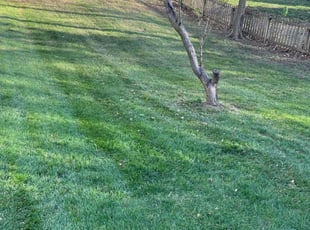 Leaf Removal by Sedrick Wesley for Joshua R. in Kansas City, MO