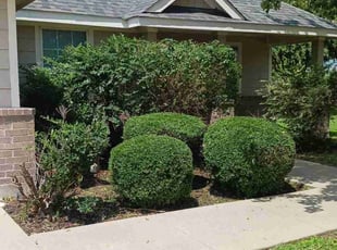Bush Trimming by Manuel Solis Soto for Cody L. in McKinney, TX