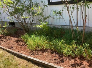 Weeding by Andrew Lotsberg for Jane J. in Beaverton, OR