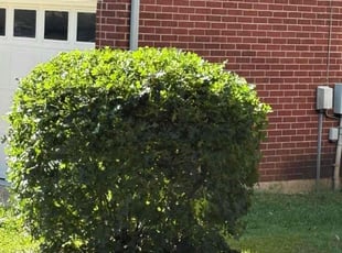 Bush Trimming by Josue Perez Rios for Robert B. in Cedar Park, TX