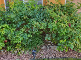 Bush Trimming by Justin Miller for Debra M. in Palmdale, CA