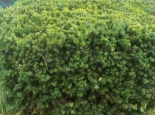 Bush Trimming by Alan Johnson for Amy B. in Kansas City, MO