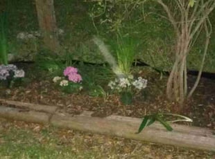 Weeding by Demiteria Mattox for Constance M. in Houston, TX