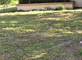 Bush Trimming by Jason Rice for Anne D. in Spring Hill, FL