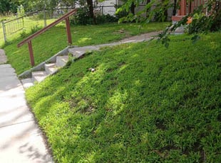 Benjamin C.'s Lawn Service service result