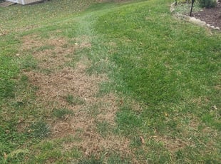 Leaf Removal by Rose Valle for William B. in Alexandria, VA