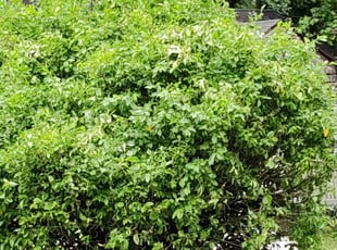 Bush Trimming by "Buddy" Johnson for Cara T. in East Point, GA