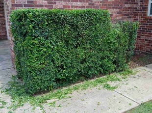 Bush Trimming by Paul Smith for Tristian B. in Edmond, OK