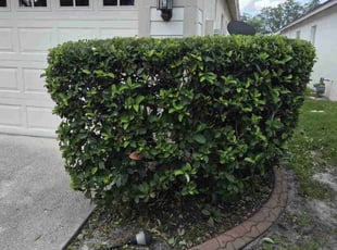 Bush Trimming by Sean Hendrickson for JOY L. in Tampa, FL