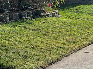 Jess S.'s Grass Cutting service result