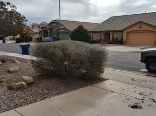 Bush Trimming by Gideon Cook for Justin M. in Mesa, AZ