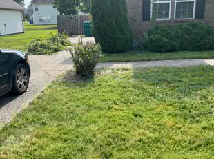 Bush Trimming by Terry Moten for AJ B. in Louisville, KY