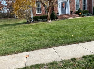 Leaf Removal by Alesandre Duarte for Jhaymee T. in Leesburg, VA