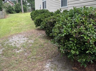 Bush Trimming by Michael Scipio for Woodrow W. in Columbia, SC