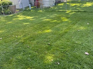 Denise K.'s Lawn Service service result