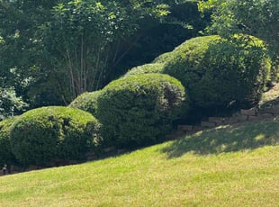 Bush Trimming by William Clark for Tika C. in Dallas, GA