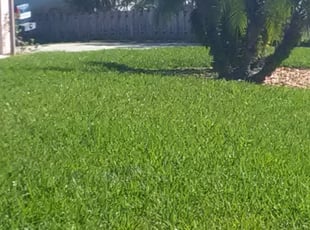Lilliana R.'s Lawn Mowing Service service result