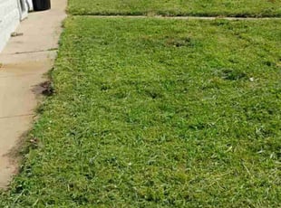 Betty W.'s Yard Cutting service result