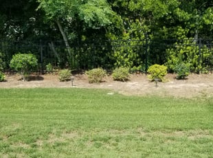 Bush Trimming by James Steele for James P. in Matthews, NC