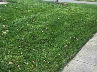Walter s.'s Lawn Service service result