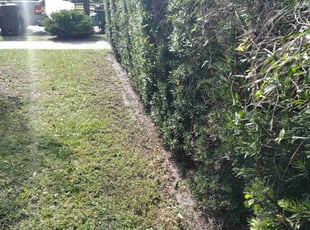 Bush Trimming by Josue Nunez for Ahmier H. in Orlando, FL