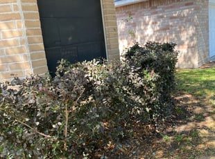 Bush Trimming by Guadalupe Arcos for undefined D. in Houston, TX