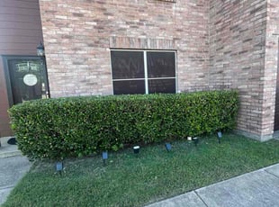 Bush Trimming by Marcos Aguilar for Nuecell B. in Cedar Hill, TX