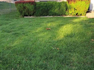 Bush Trimming by William Beacham for Linda P. in Wichita, KS