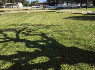 Fei X.'s Lawn Maintenance service result
