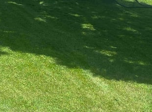 Tati Y.'s Lawn Maintenance service result