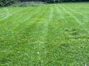 Brian D.'s Lawn Mowing service result