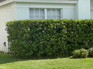 Bush Trimming by Alain Beckfordxx for Kisha G. in Wesley Chapel, FL