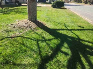 Michelle B.'s Lawn Mowing service result