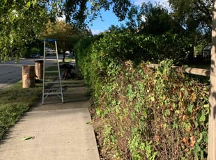 Bush Trimming by Kyle Yacko for Andralita L. in Roseville, MI