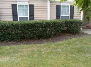Bush Trimming by Arturo Escamilla for Barry B. in Mooresville, NC