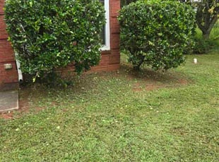 Bush Trimming by Crystal Murillo for Richard S. in Conyers, GA