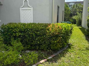 Bush Trimming by David Scheafnocker for William P. in Naples, FL