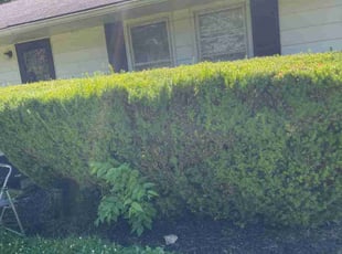 Bush Trimming by Aaron Spradlin for Lavonya R. in Dayton, OH