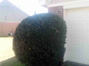 Bush Trimming by Jerome Borders for Michael D. in Southaven, MS
