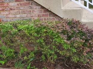 Bush Trimming by Gualberto Mazariegos for Surya J. in Ashburn, VA