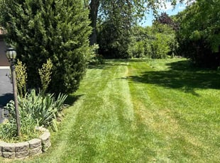 Andrea B.'s Lawn Mowing Service service result