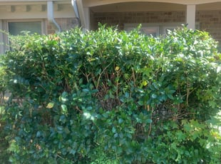 Bush Trimming by Evamarie Crump for Patrick T. in Virginia Beach, VA
