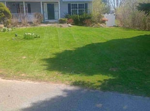 Tran P.'s Grass Cutting service result