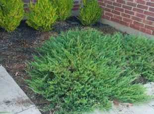 Weeding by Jason Parker for Cris M. in Yukon, OK