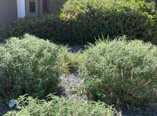 Bush Trimming by Jonathan Allen for Jenny S. in Sacramento, CA
