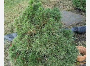 Bush Trimming by John Bouwman for Janette N. in Plainfield charter Township, MI